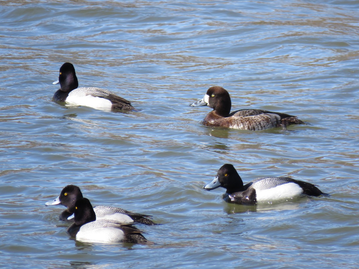 Greater Scaup - Jonah Tamez