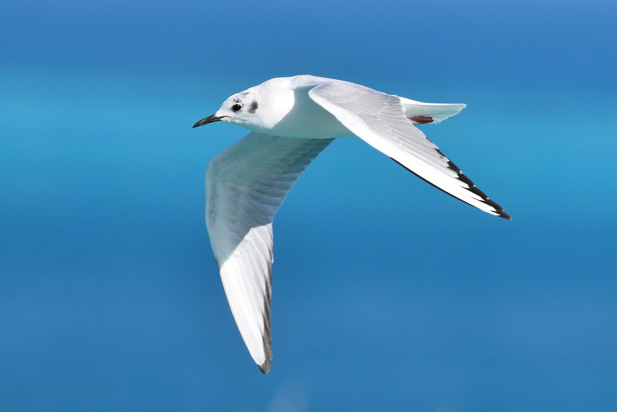 Bonaparte's Gull - ML547364091