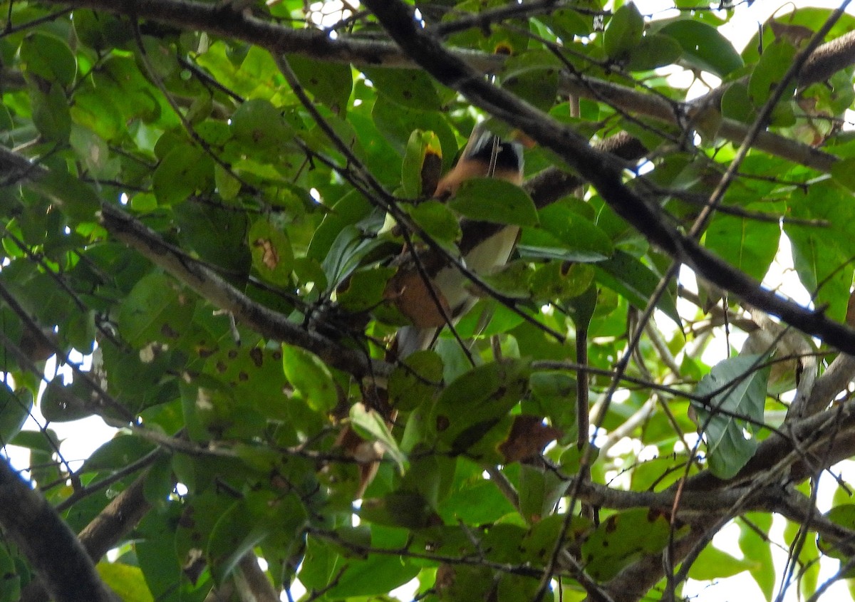 Hoary-throated Spinetail - ML547364301