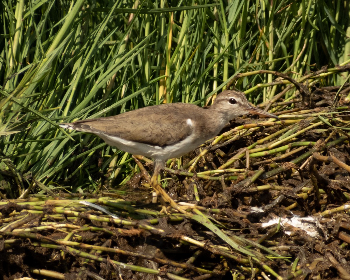 Spotted Sandpiper - Santiago Campos Castro