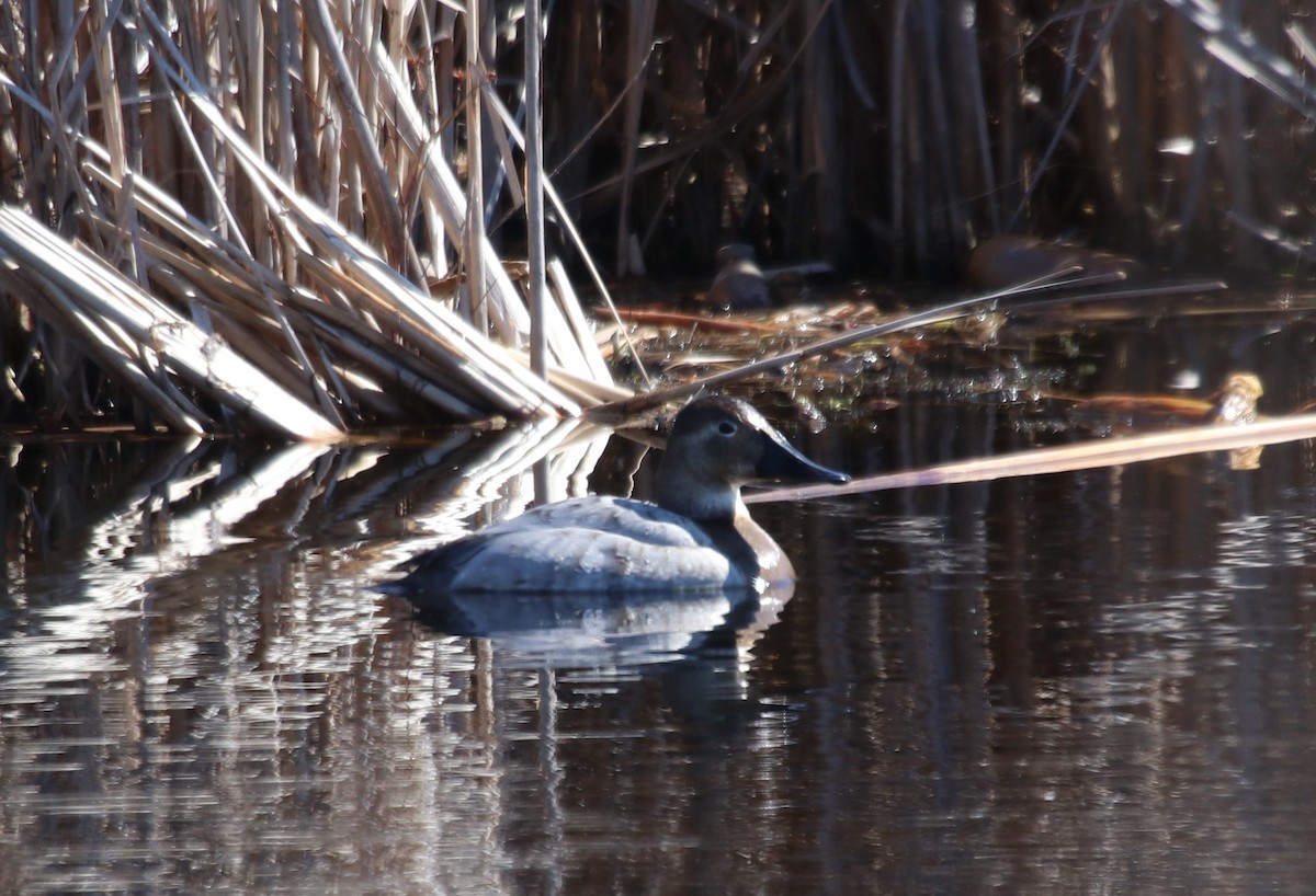 Canvasback - ML547364921