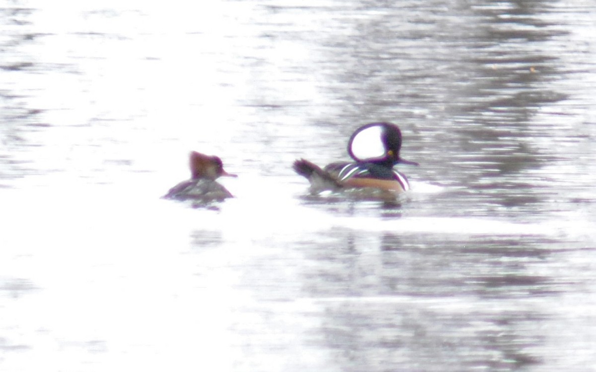 Hooded Merganser - Brad Goodner