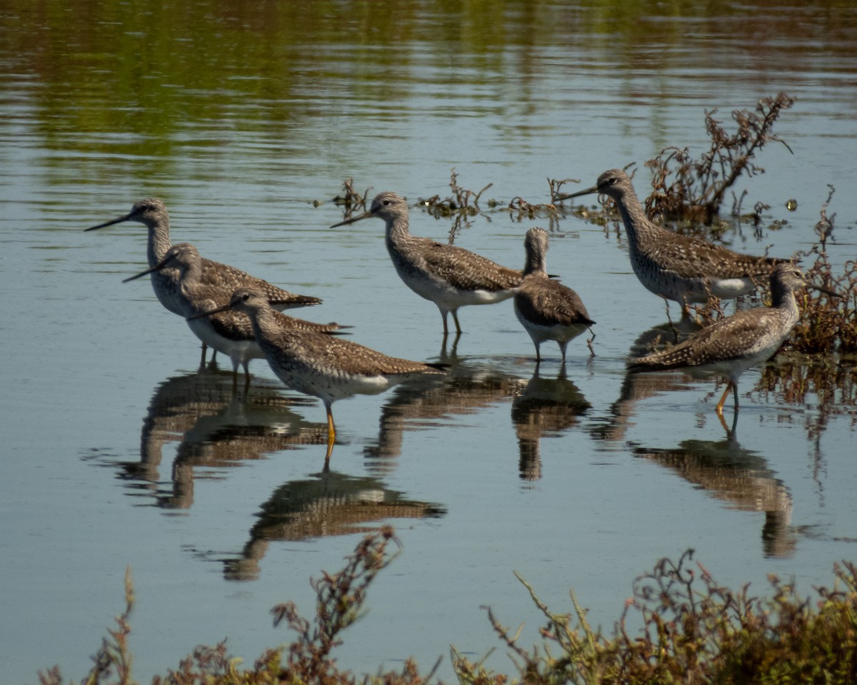 Greater Yellowlegs - ML547365011