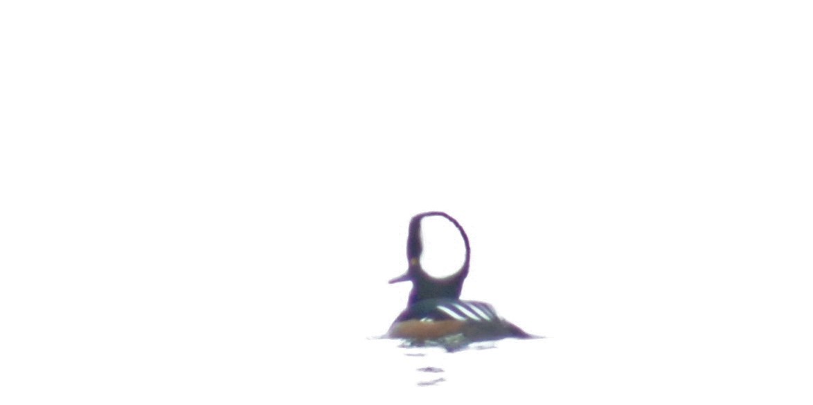 Hooded Merganser - ML547365041