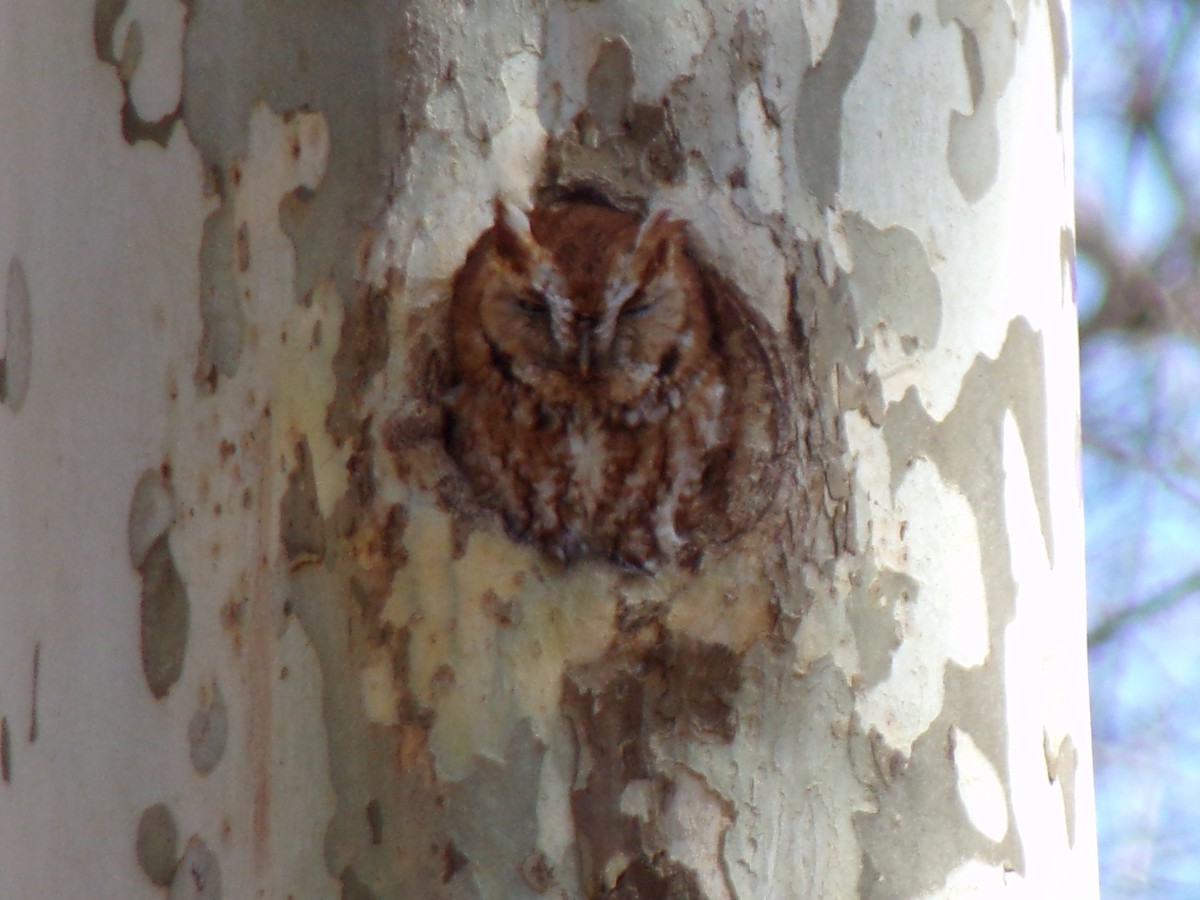 Eastern Screech-Owl - Kathy Rickey