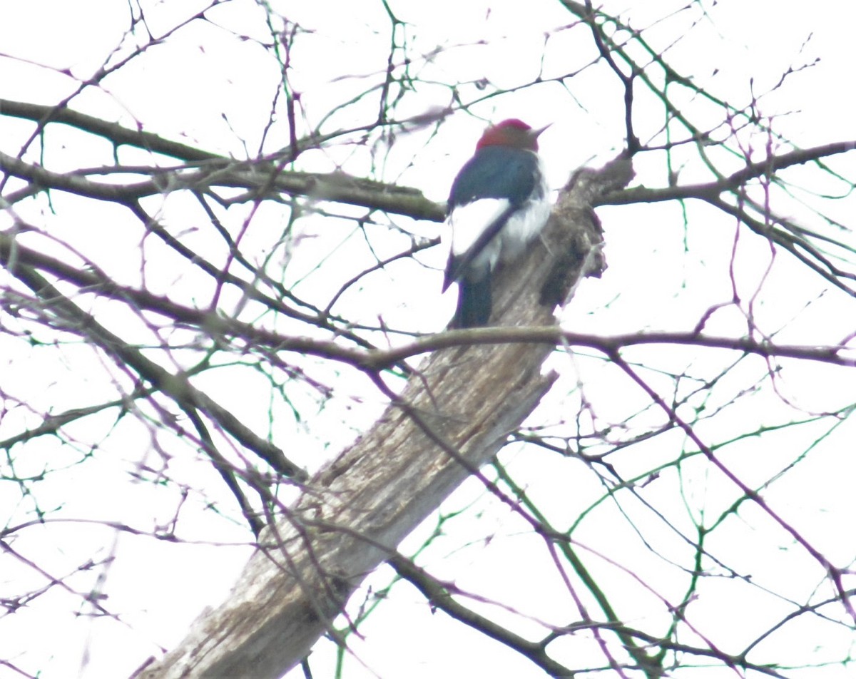 Red-headed Woodpecker - ML547365241