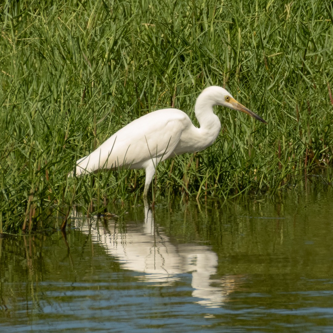 Snowy Egret - Santiago Campos Castro