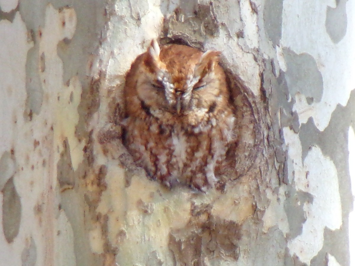 Eastern Screech-Owl - ML547365371