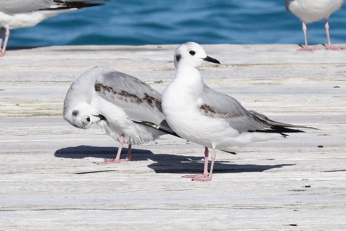 Bonaparte's Gull - ML547365401