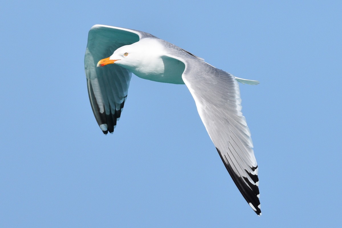 Herring Gull - Miguel  Mejias