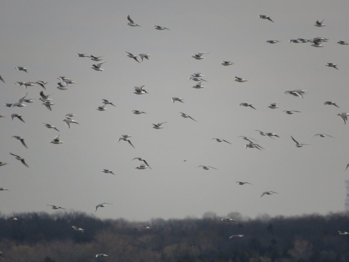 Bonaparte's Gull - ML547366091