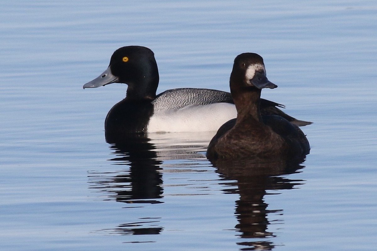 Lesser Scaup - ML54736611