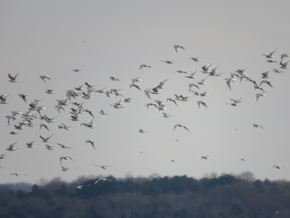 Bonaparte's Gull - ML547366141