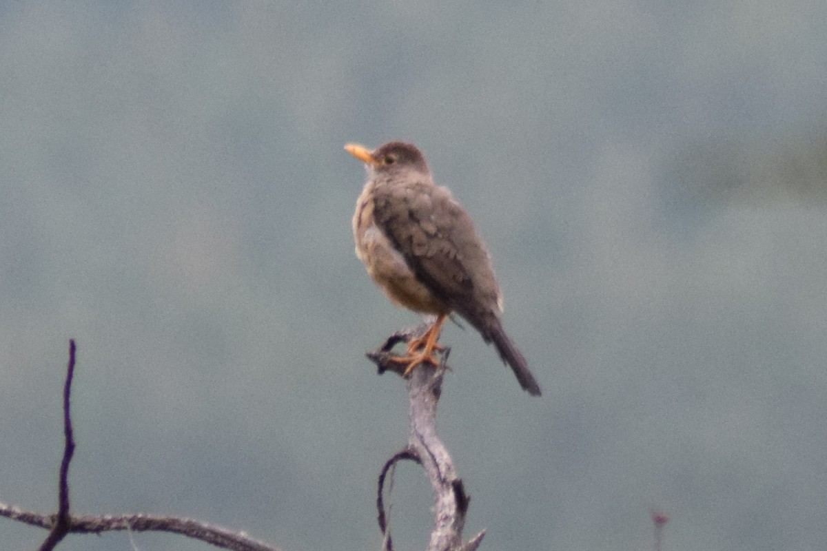 Austral Thrush - ML547367491