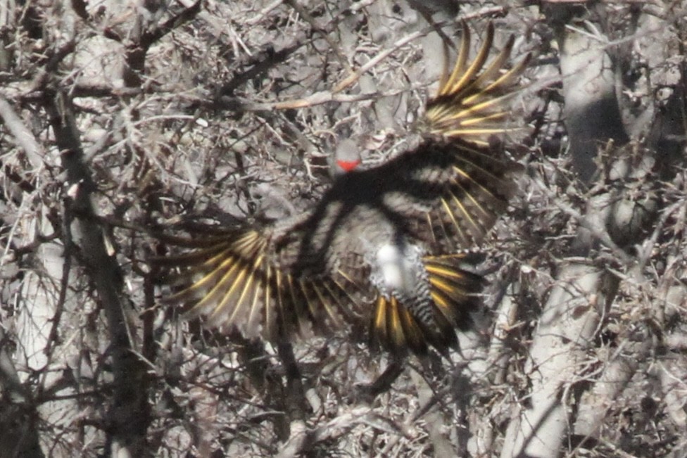 Northern Flicker (Yellow-shafted) - Andrew Theus