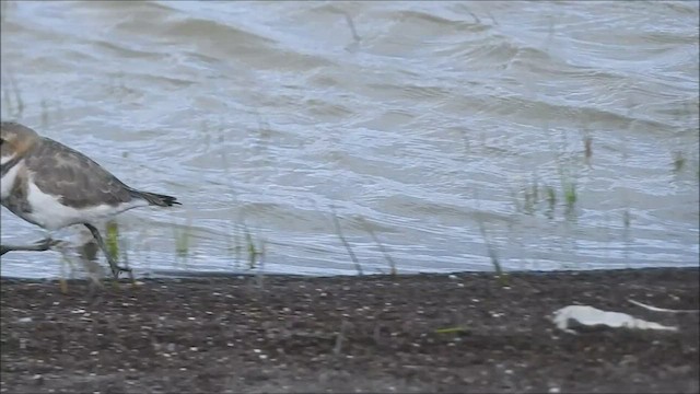 Two-banded Plover - ML547369631