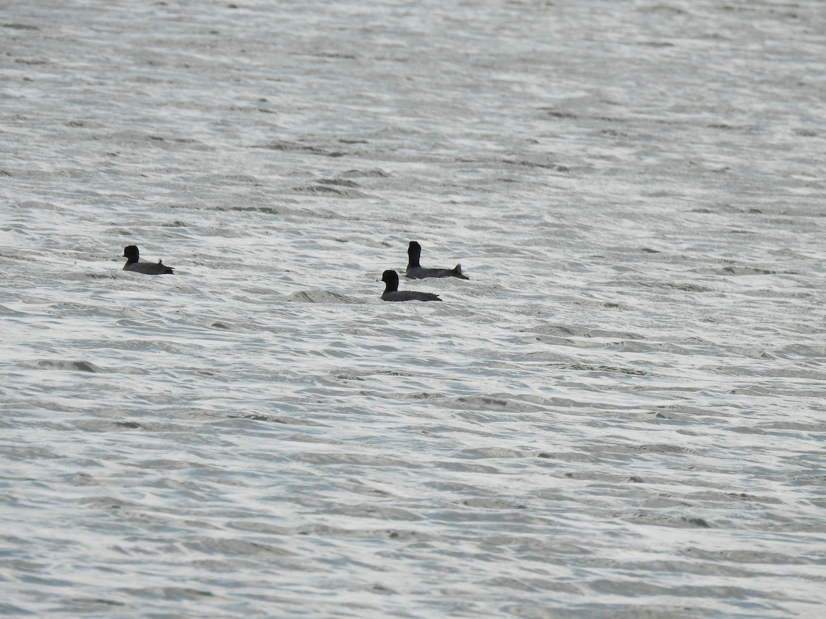 American Coot - ML54736991