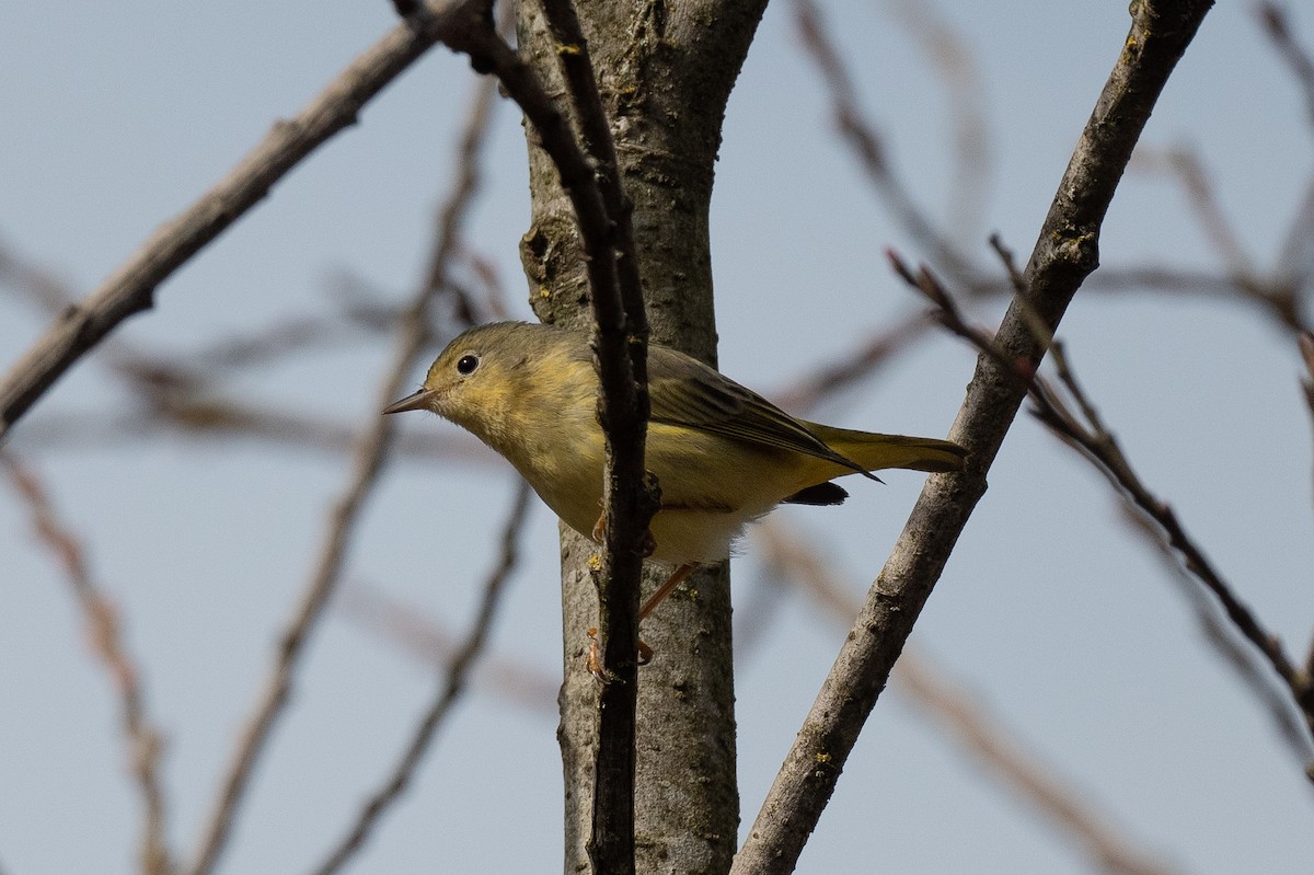 Yellow Warbler - Conor Scotland