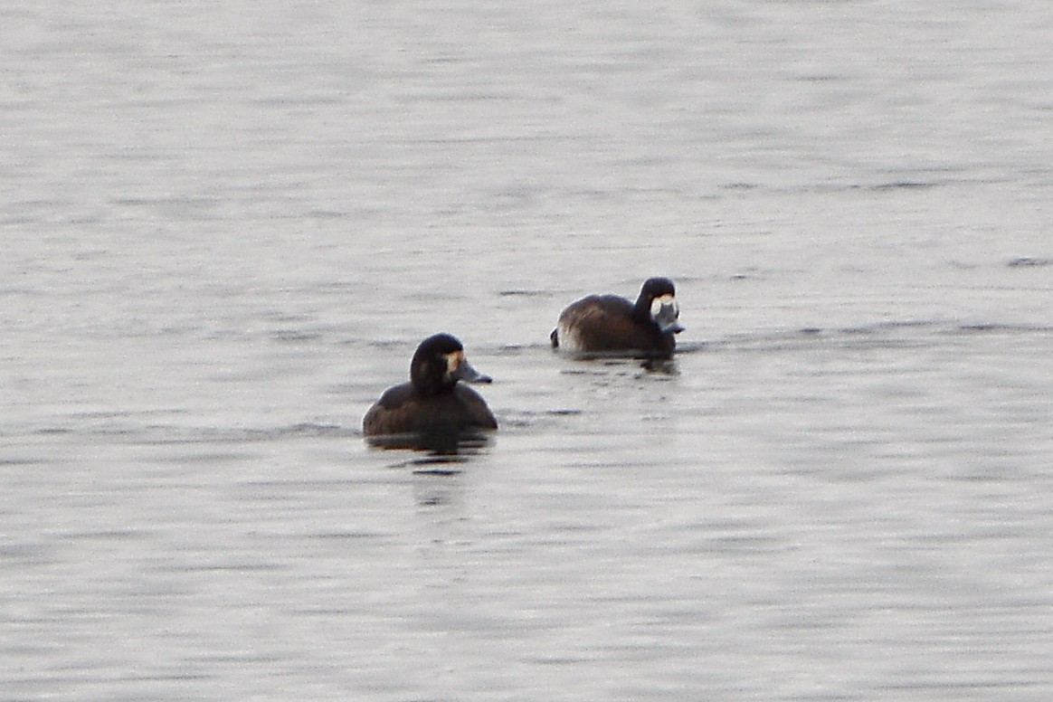 Greater Scaup - ML547370311