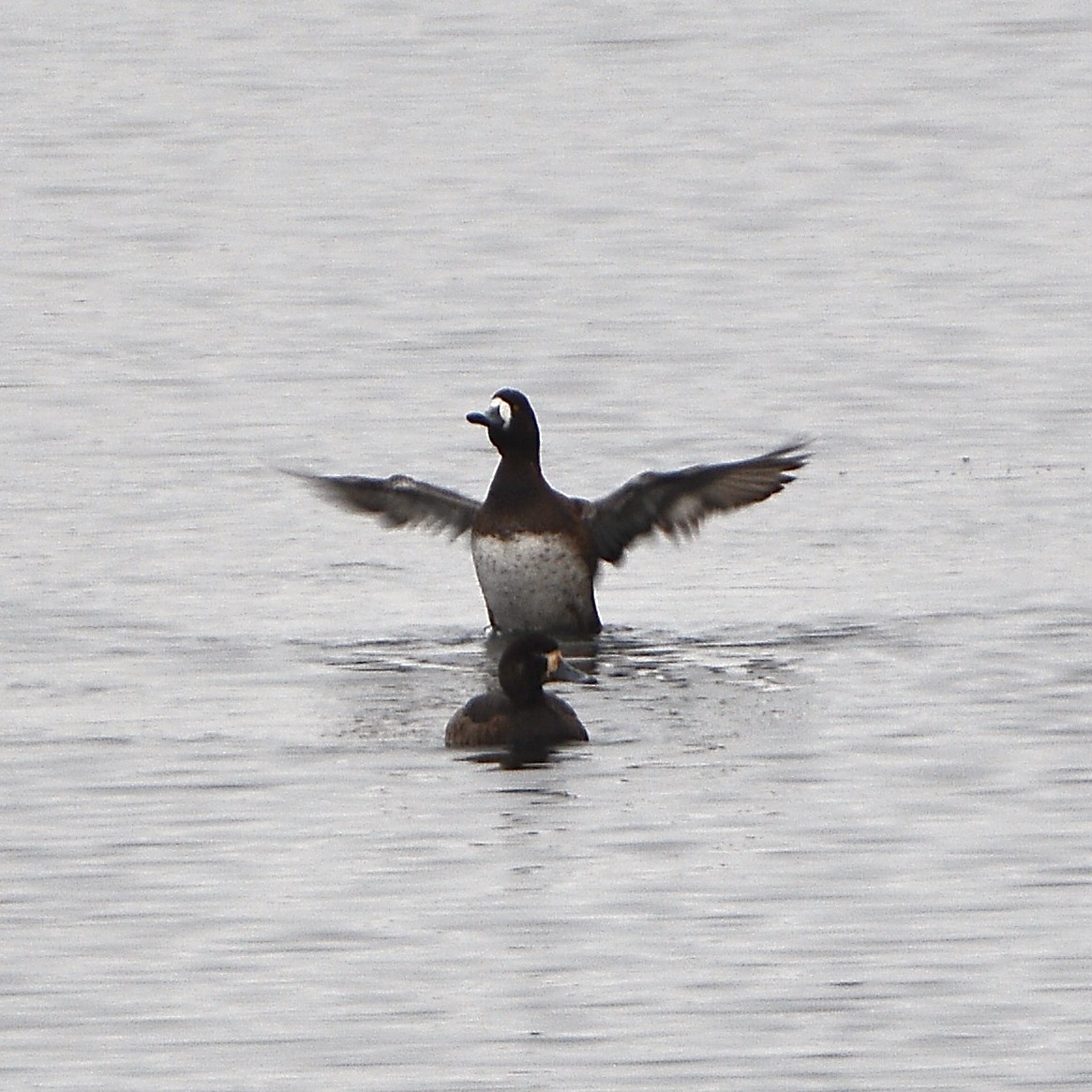 Greater Scaup - ML547370321