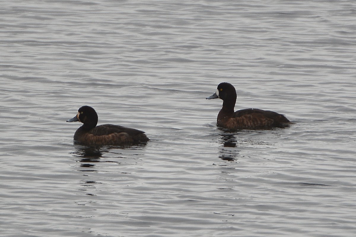 Greater Scaup - ML547370331