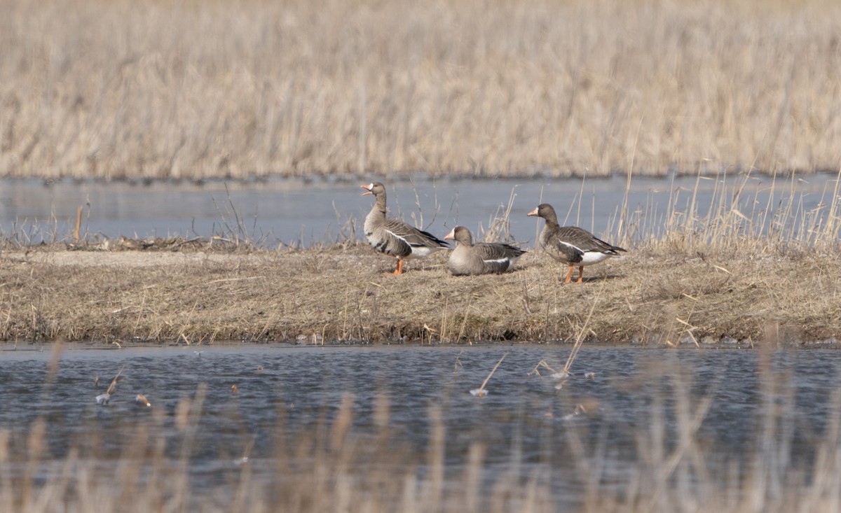 Greater White-fronted Goose - ML547371761