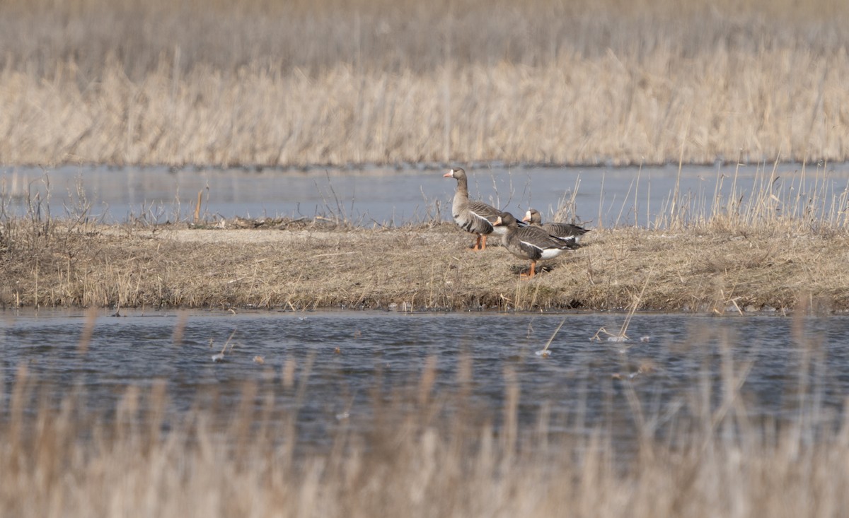 Greater White-fronted Goose - ML547371771