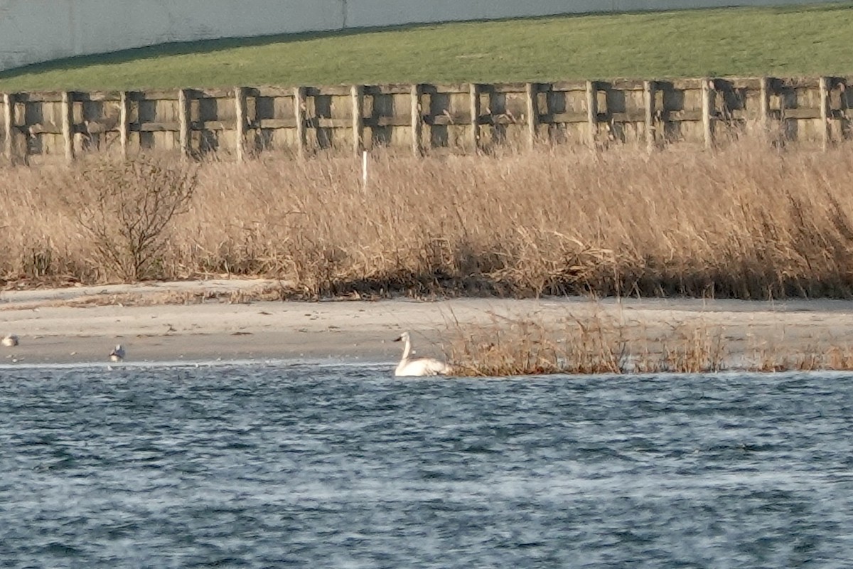 Гунгар хун - ML547373161