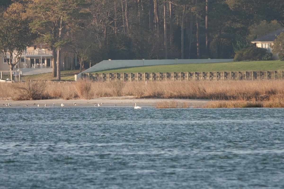 Tundra Swan - ML547373541