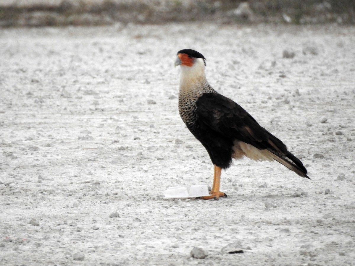 Crested Caracara - Luis Gonzalez