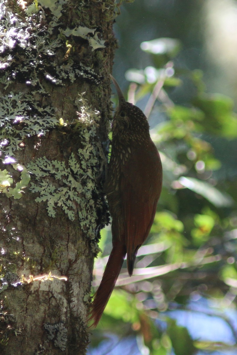 Spot-crowned Woodcreeper (Northern) - Daniel J. Riley