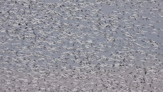 Snow Goose - ML547375141