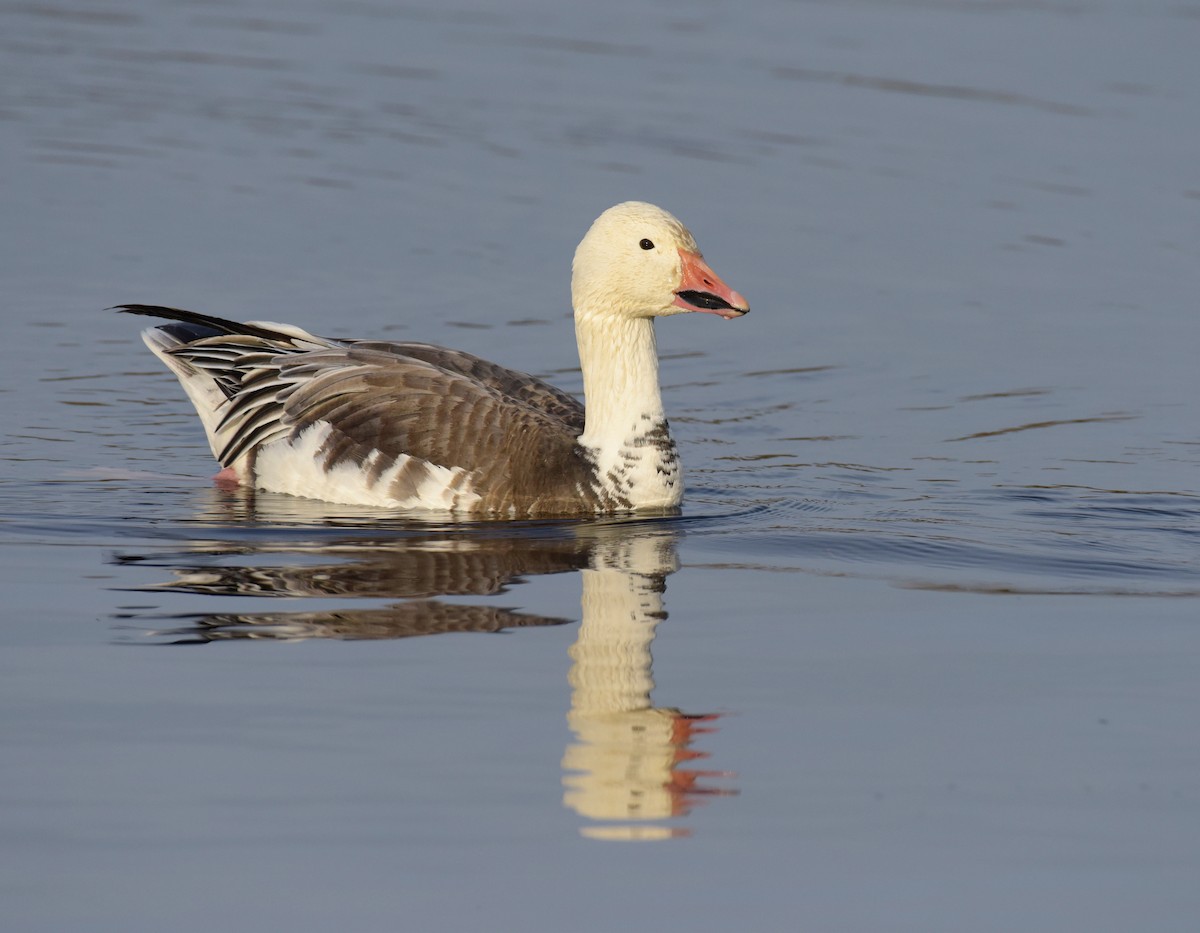 Snow Goose - ML547376431