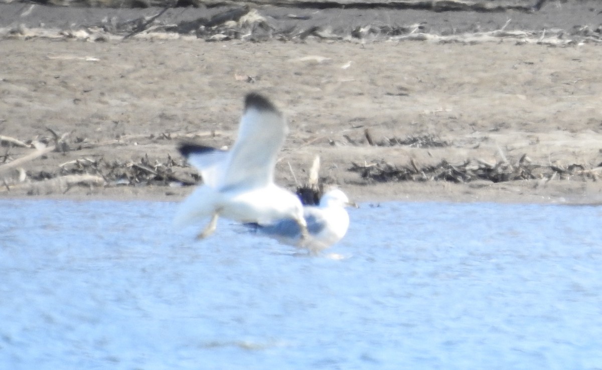 Gaviota de Delaware - ML547376651