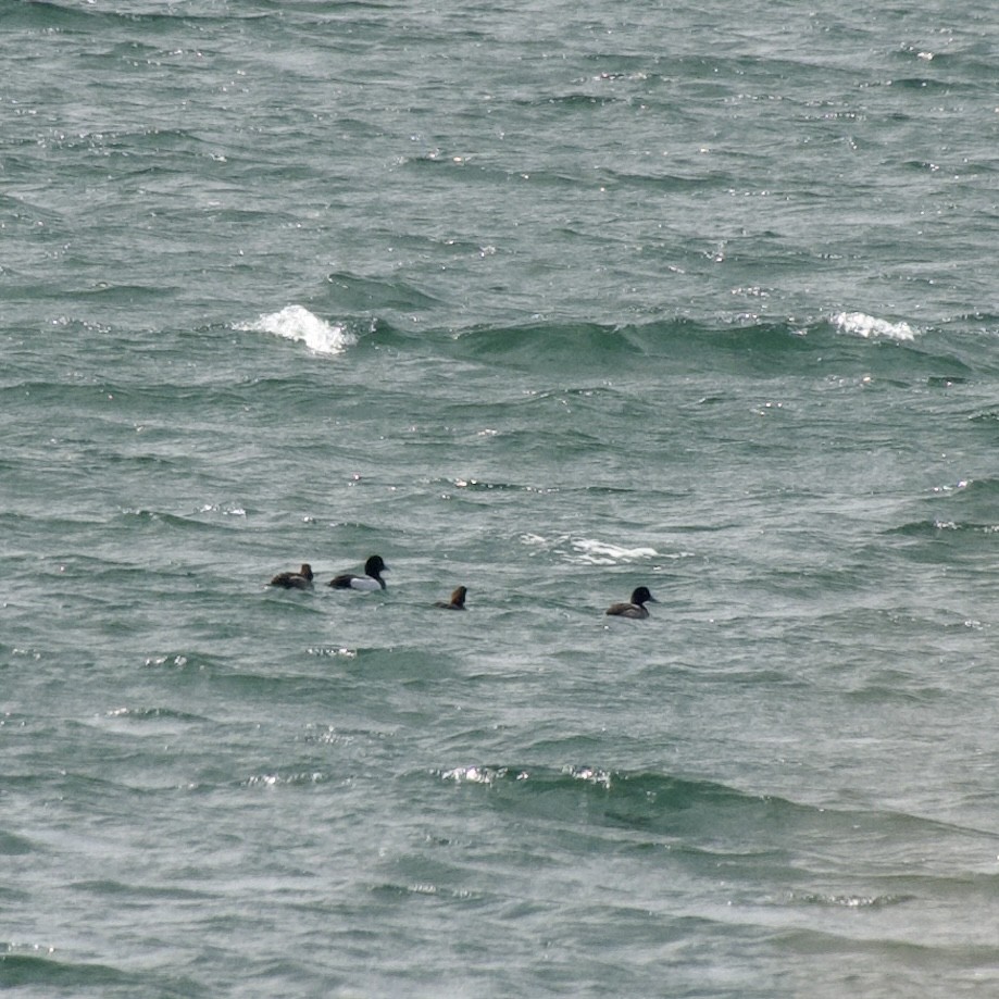 Lesser Scaup - ML547377011