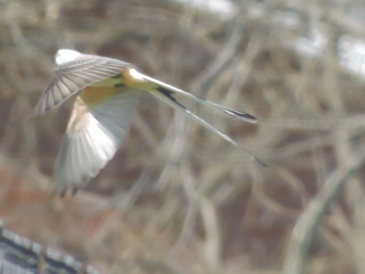 Scissor-tailed Flycatcher - ML54737771