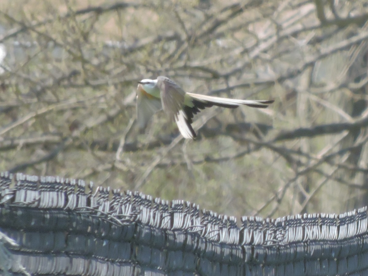 Scissor-tailed Flycatcher - ML54737781