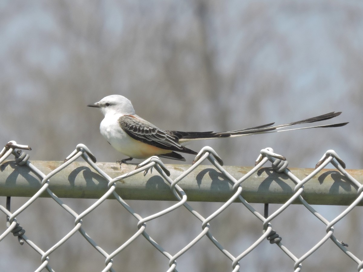 Scissor-tailed Flycatcher - ML54737791