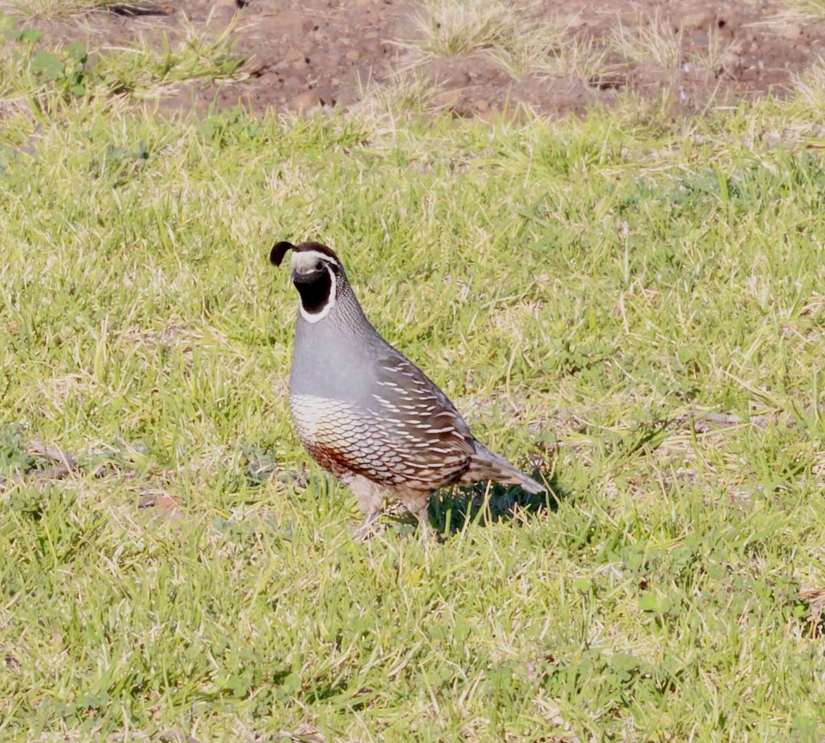 California Quail - ML547377991