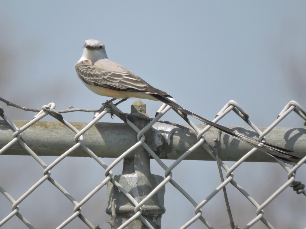 Scissor-tailed Flycatcher - ML54737801
