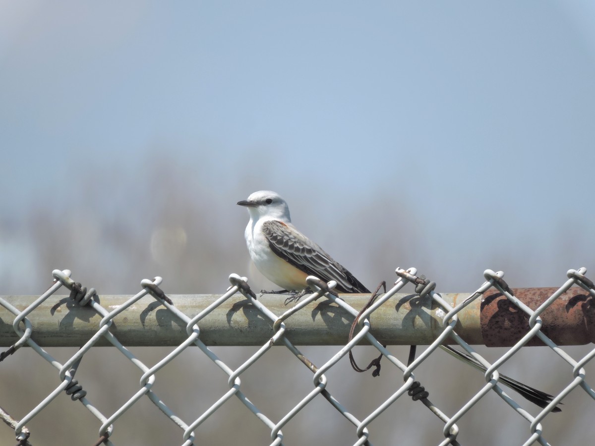 Scissor-tailed Flycatcher - ML54737821