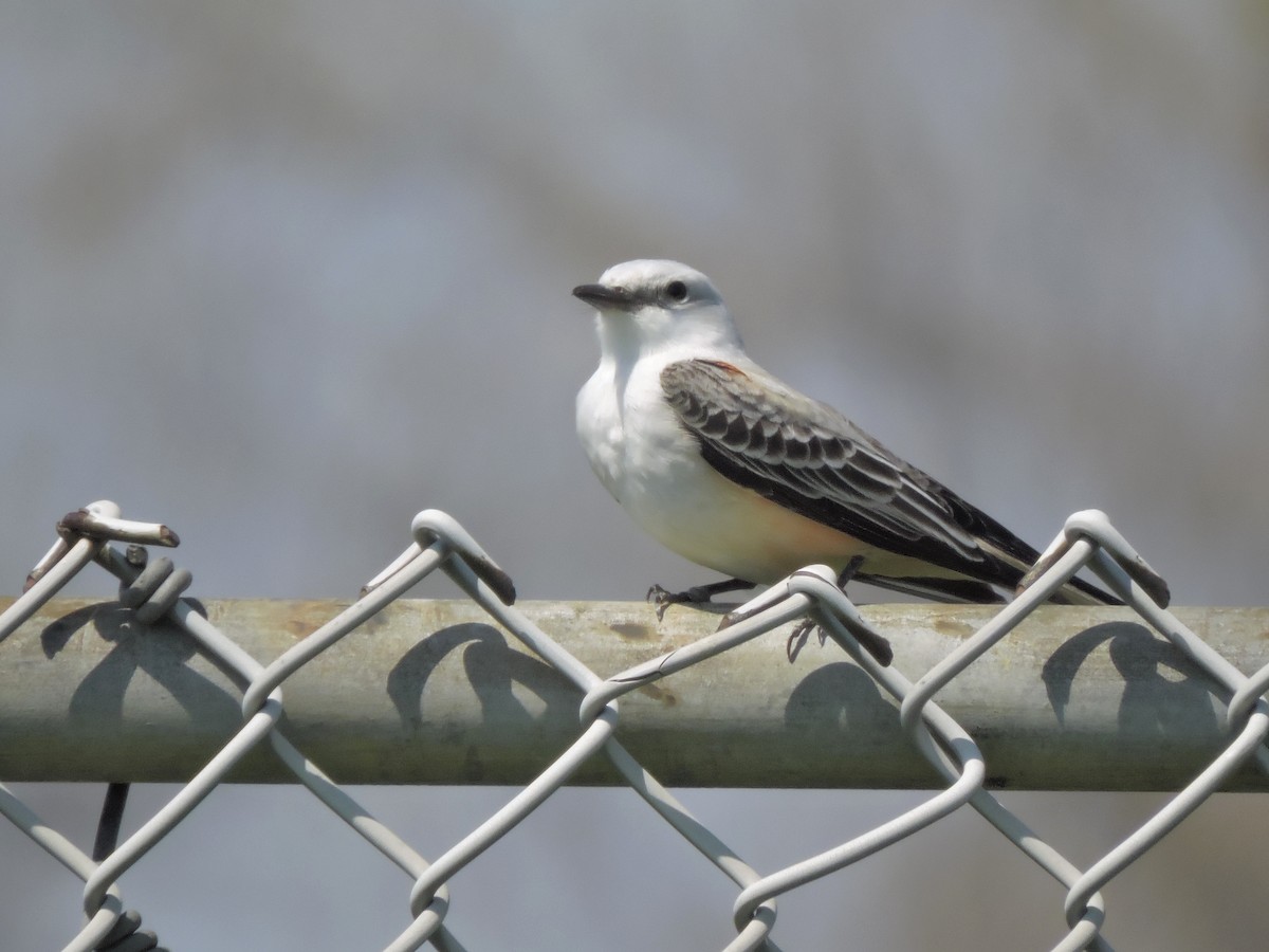 Scissor-tailed Flycatcher - ML54737831