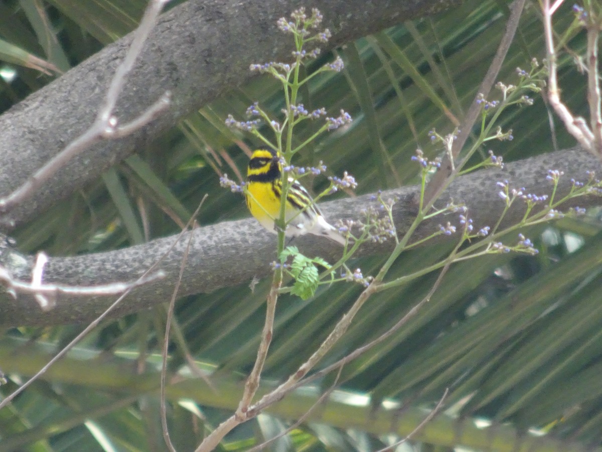 Townsend's Warbler - ML547378451