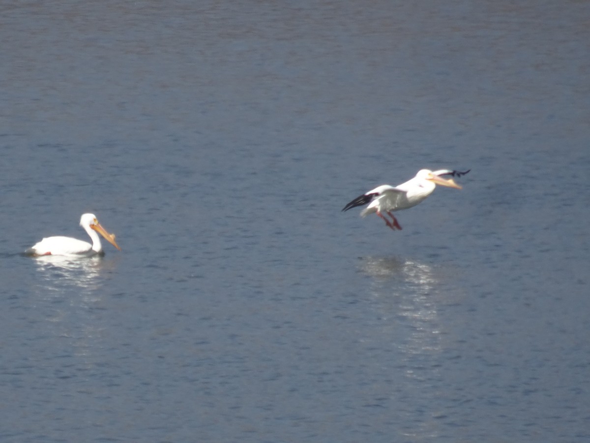 American White Pelican - Karen Gaches