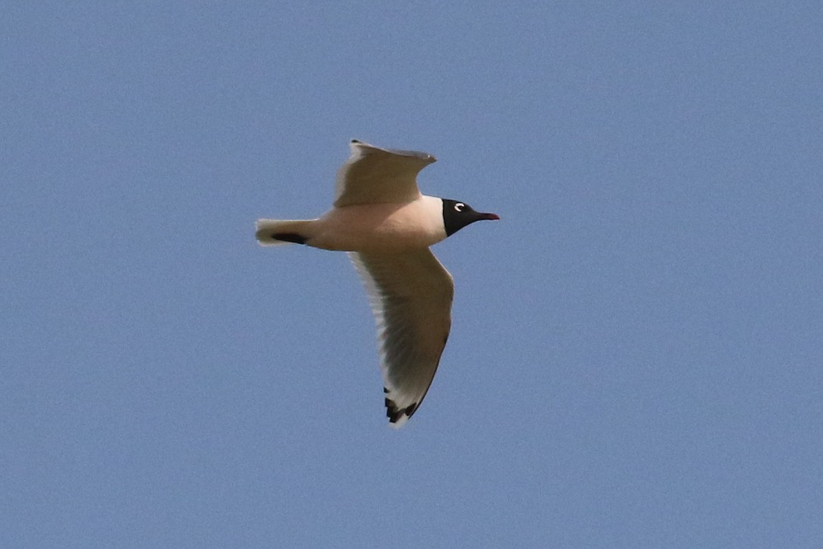 Franklin's Gull - Dan Jones