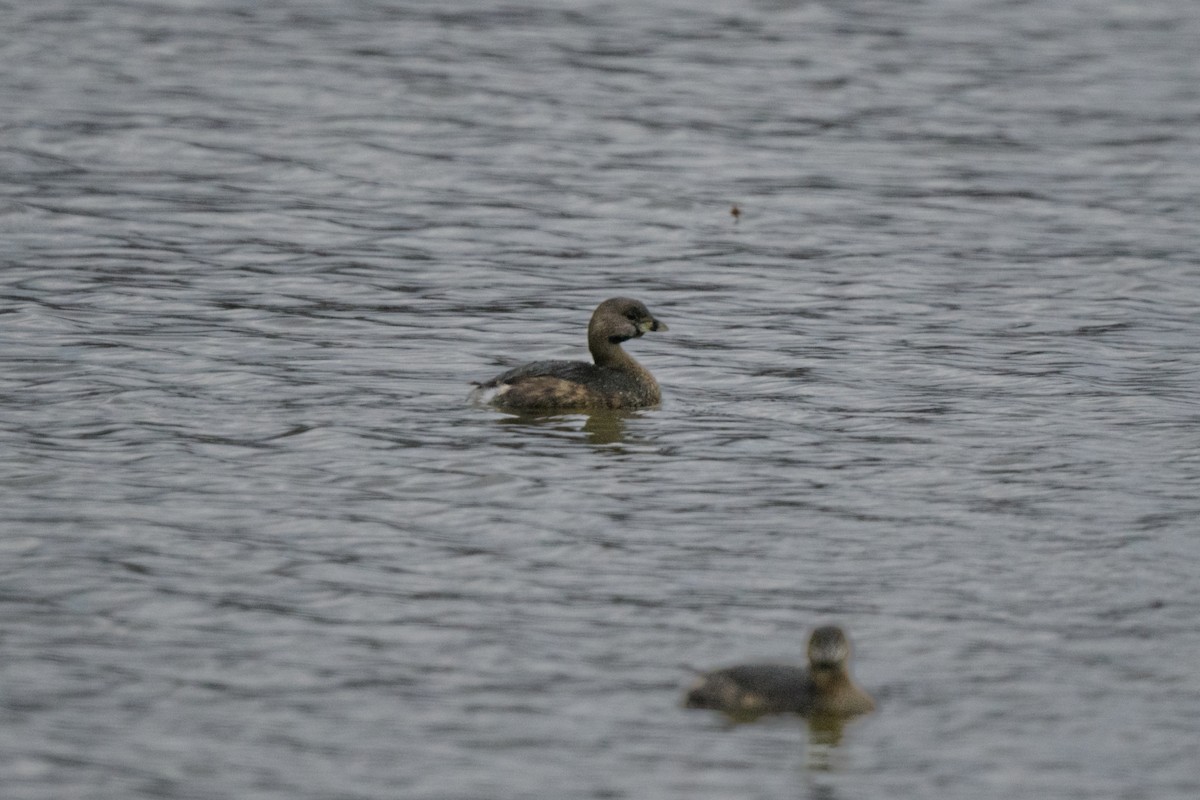Pied-billed Grebe - ML547379951