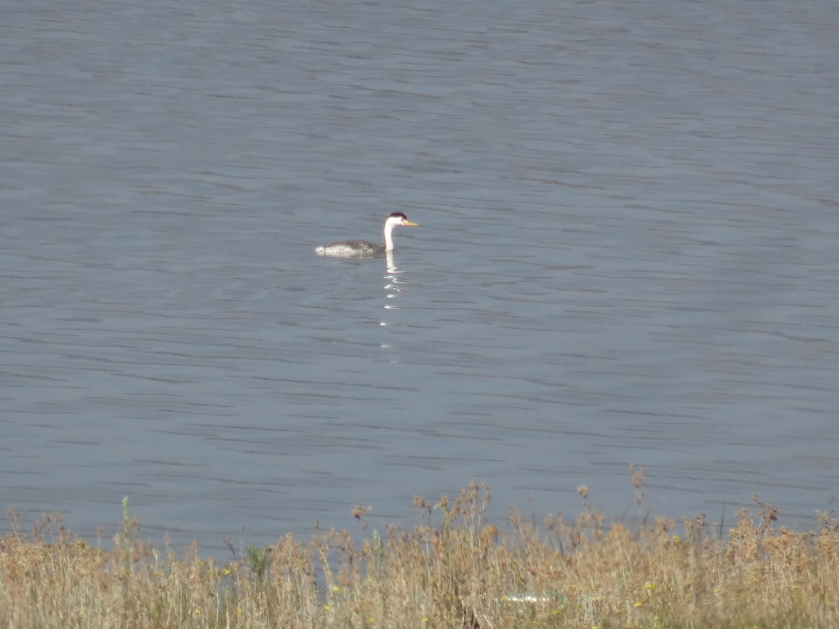 Clark's Grebe - ML547380101