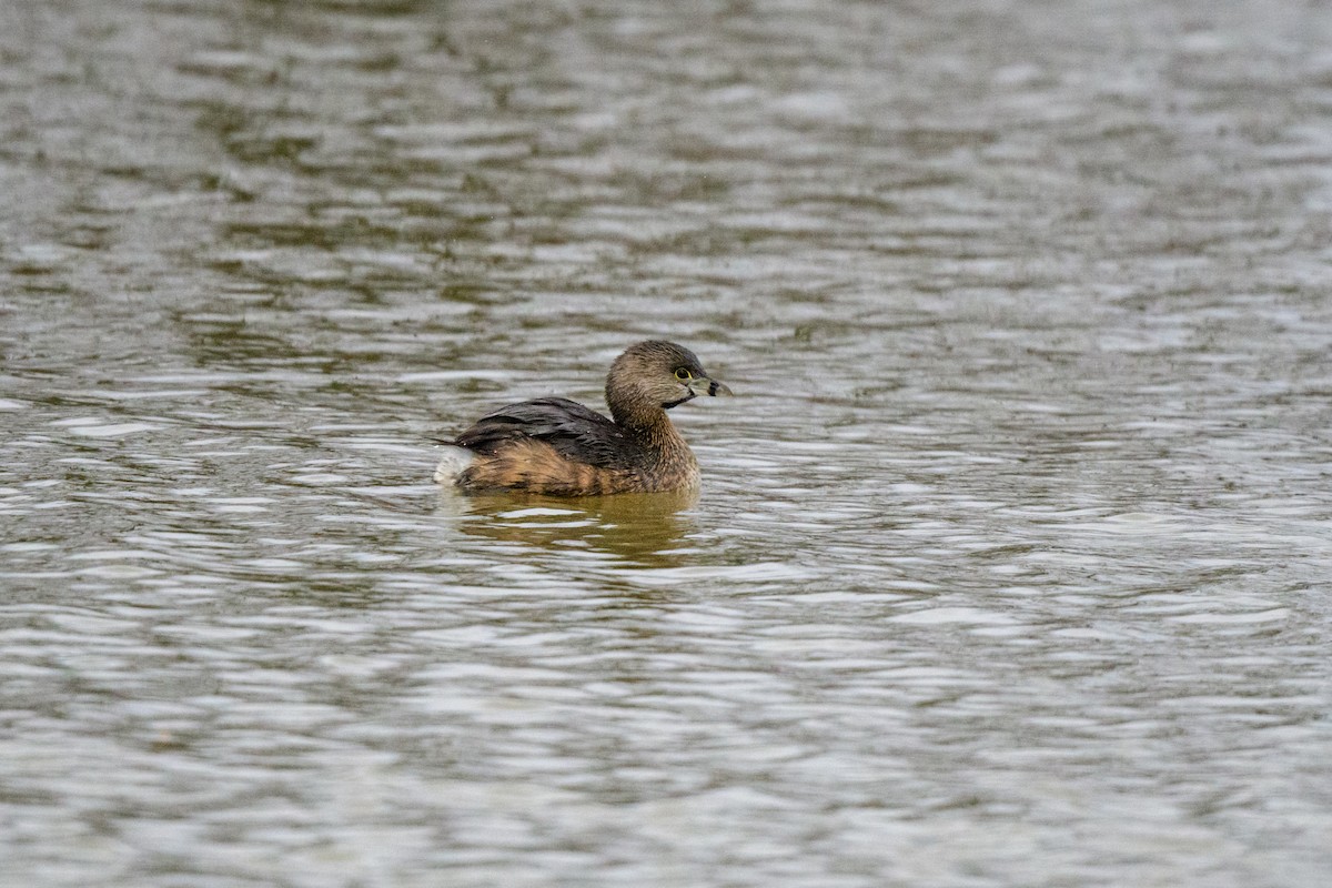 Pied-billed Grebe - ML547380121
