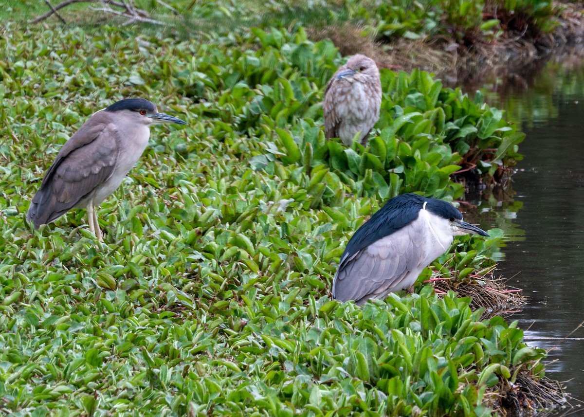 Black-crowned Night Heron - Brett Banditelli