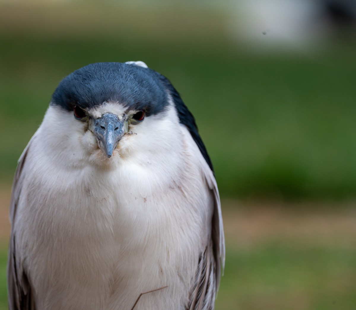 Black-crowned Night Heron - Brett Banditelli